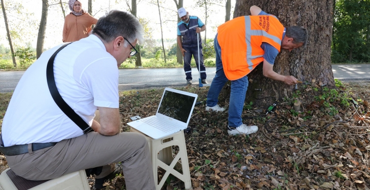 Ağaçlara tedavi için rapor hazırlanıyor