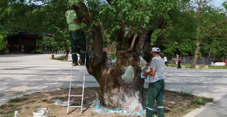 Asırlık ağaç tedavi edildi