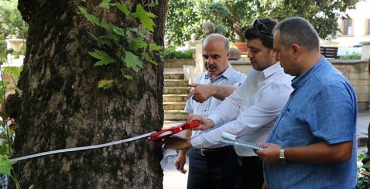 Asırlık çınar ağaçları tedavi edilecek