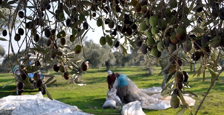 Ayvalık’a zeytin festivaline gidiyoruz