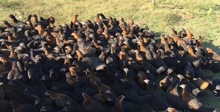 Çiftçilere 9 bin tavuk desteği