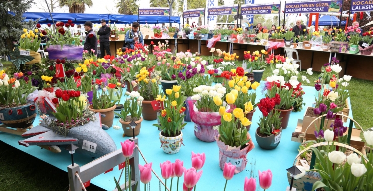 Kocaeli’nin en güzel laleleri bu festivalde