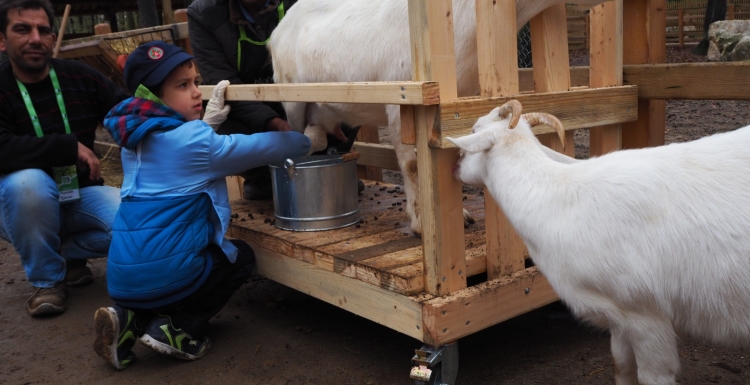 Minik izciler Ormanya’da Keçi sütü sağdı
