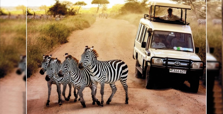 Tanzanya’da safariye hazır mısınız?